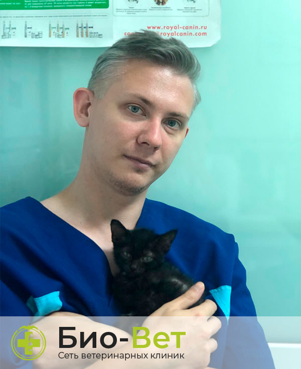 Чирков Роман Олегович — терапевт, ветеринарный врач БиоВет