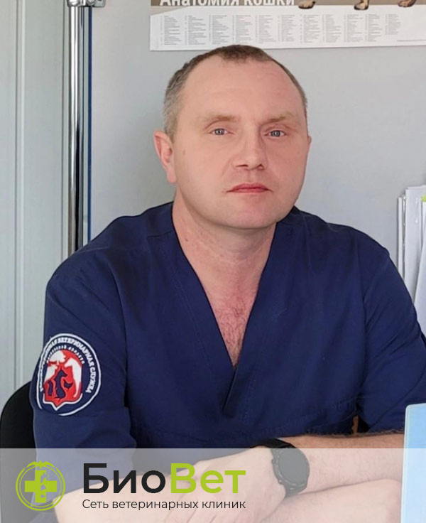 Коротенко Иван Алексеевич — терапевт, ветеринарный врач БиоВет