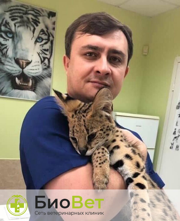 Шаловинский Дмитрий Юрьевич — терапевт, ветеринарный врач БиоВет